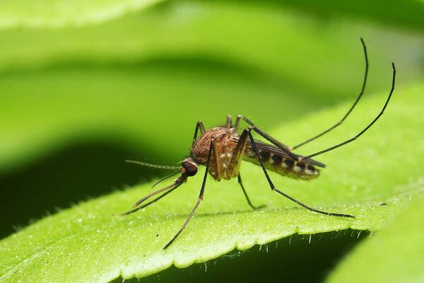 Топ 6 растения против комари